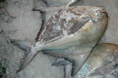 圓形的魚|魚販沒說的事》金鯧、白鯧魚怎麼分辨？ 養殖、野生。